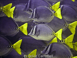 Razor Surgeonfish in the Galapagos.
Canon Ixus 700 and i... by Jackie Campbell 